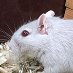 Mäuseroulette, Rennmaus, Gerbil, Mäuse, Maushausen, Spiel mit der Maus, Tierschutz