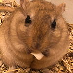 Mäuseroulette, Lagerleben, Gerbil, Rennmaus, Mäuse, Maushausen, Tierschutz