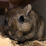 Mäuseroulette, Lagerleben, Gerbil, Rennmaus, Mäuse, Maushausen, Tierschutz