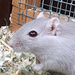 Mäuseroulette, Rennmaus, Gerbil, Mäuse, Maushausen, Spiel mit der Maus, Tierschutz