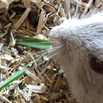 Mäuseroulette, Rennmaus, Gerbil, Mäuse, Maushausen, Spiel mit der Maus, Tierschutz