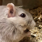 Mäuseroulette, Lagerleben, Gerbil, Rennmaus, Mäuse, Maushausen, Tierschutz