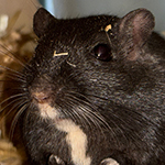 Rentnermaus Ansgar von Haithabu