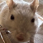 Rentnermaus Clara von Merseburg