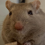 Rentnermaus Leona von Flandern