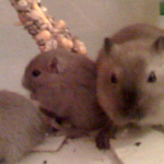 Mamamaus Tatonka mit 2 kleinen Mäusegauklern