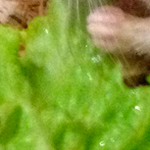 Mäuseopa Prometheus beim Salat Futtern.
