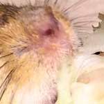 Gauklermaus, Mäuseroulette lecker Salat aus biologischem Anbau das schmeckt der Maus..