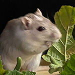 Bilder vom wahrscheinlich schönsten Mäuseroulette der Mittelalterszene. Entstanden sind die Bilder auf dem Mittelalterspektakel zu Feuchtwangen auf der Mooswiese