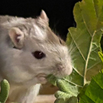 Bilder vom wahrscheinlich schönsten Mäuseroulette der Mittelalterszene. Entstanden sind die Bilder auf dem Mittelalterspektakel zu Feuchtwangen auf der Mooswiese