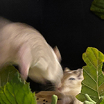 Bilder vom wahrscheinlich schönsten Mäuseroulette der Mittelalterszene. Entstanden sind die Bilder auf dem Mittelalterspektakel zu Feuchtwangen auf der Mooswiese