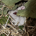 Bilder vom wahrscheinlich schönsten Mäuseroulette der Mittelalterszene. Entstanden sind die Bilder auf dem Mittelalterspektakel zu Feuchtwangen auf der Mooswiese