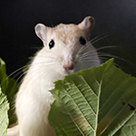 Bilder vom wahrscheinlich schönsten Mäuseroulette der Mittelalterszene. Entstanden sind die Bilder auf dem Mittelalterspektakel zu Feuchtwangen auf der Mooswiese