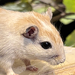 Bilder vom wahrscheinlich schönsten Mäuseroulette der Mittelalterszene. Entstanden sind die Bilder auf dem Mittelalterspektakel zu Feuchtwangen auf der Mooswiese