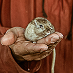 Bilder vom wahrscheinlich schönsten Mäuseroulette der Mittelalterszene. Entstanden sind die Bilder auf dem Mittelalterspektakel zu Feuchtwangen auf der Mooswiese