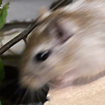 Bilder vom wahrscheinlich schönsten Mäuseroulette der Mittelalterszene. Entstanden sind die Bilder auf dem Mittelalterspektakel zu Feuchtwangen auf der Mooswiese