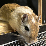 Bilder vom wahrscheinlich schönsten Mäuseroulette der Mittelalterszene. Entstanden sind die Bilder auf dem Mittelalterspektakel zu Feuchtwangen auf der Mooswiese