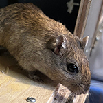 Bilder vom wahrscheinlich schönsten Mäuseroulette der Mittelalterszene. Entstanden sind die Bilder auf dem Mittelalterspektakel zu Feuchtwangen auf der Mooswiese