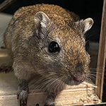 Bilder vom wahrscheinlich schönsten Mäuseroulette der Mittelalterszene. Entstanden sind die Bilder auf dem Mittelalterspektakel zu Feuchtwangen auf der Mooswiese