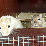 Bilder vom wahrscheinlich schönsten Mäuseroulette der Mittelalterszene. Entstanden sind die Bilder auf dem Mittelalterspektakel zu Feuchtwangen auf der Mooswiese