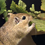 Bilder vom wahrscheinlich schönsten Mäuseroulette der Mittelalterszene. Entstanden sind die Bilder auf dem Mittelalterspektakel zu Feuchtwangen auf der Mooswiese