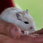 Bilder vom wahrscheinlich schönsten Mäuseroulette der Mittelalterszene. Entstanden sind die Bilder auf dem Mittelalterspektakel zu Feuchtwangen auf der Mooswiese