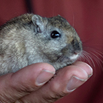 Bilder vom wahrscheinlich schönsten Mäuseroulette der Mittelalterszene. Entstanden sind die Bilder auf dem Mittelalterspektakel zu Feuchtwangen auf der Mooswiese