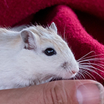 Bilder vom wahrscheinlich schönsten Mäuseroulette der Mittelalterszene. Entstanden sind die Bilder auf dem Mittelalterspektakel zu Feuchtwangen auf der Mooswiese