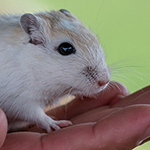 Bilder vom wahrscheinlich schönsten Mäuseroulette der Mittelalterszene. Entstanden sind die Bilder auf dem Mittelalterspektakel zu Feuchtwangen auf der Mooswiese