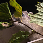 Bilder vom wahrscheinlich schönsten Mäuseroulette der Mittelalterszene. Entstanden sind die Bilder auf dem Mittelalterspektakel zu Feuchtwangen auf der Mooswiese