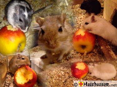Photomontage mit meinen Mäusen beim Apfel anknabbern und fressen. Vitamine für gesunde Mäuseroulette Mäuse