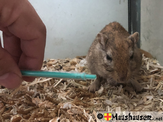 Katharina von Flandern mit der Spitze, begeisterung sieht anderst aus