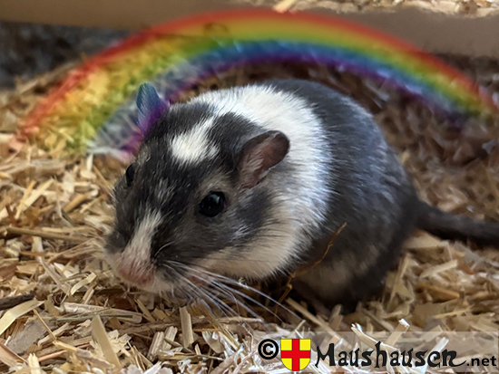 Gunnar von Birka mit einem Regenbogen