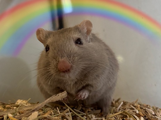 Bild von Leona von Flandern mit dem Regenbogen über Ihr.