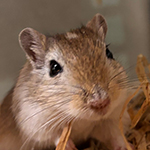 Bilder aus den Terrarien der Mäuse.