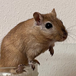 Bilder aus den Terrarien der Mäuse.