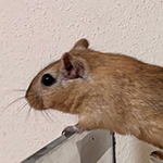 Bilder aus den Terrarien der Mäuse.