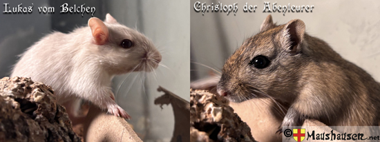 Zwei neue Mäuse sind in Maushausen eingezogen