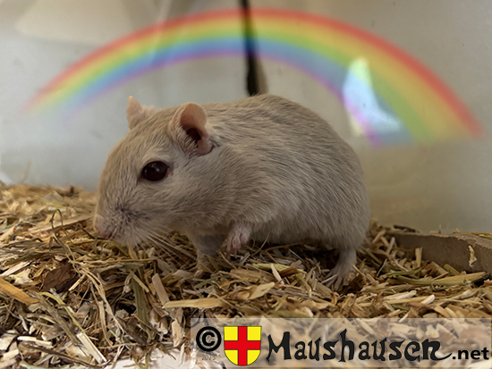 Clara von Merseburg mit Regenbogen