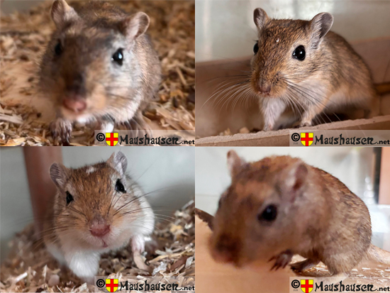 Meine 4 Hauptdarsteller